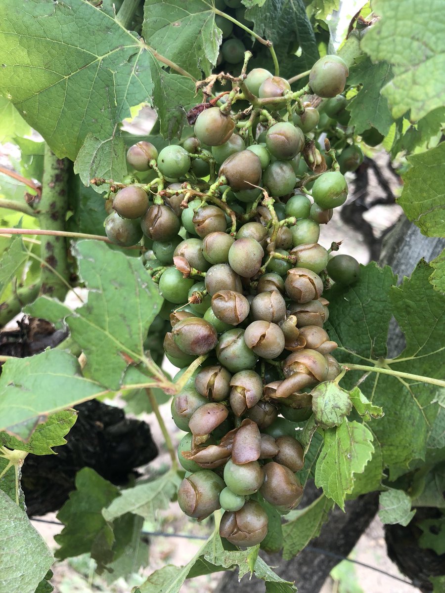 Le millésime 2018 fortement compromis pour le Château de Fargues... Le vignoble a été ravagé par un orage le dimanche 15 juillet 2018. 80 à 100% des récoltes ont été détruits par des grêlons de la taille d’œufs de pigeons, accompagnés de très fortes pluies.