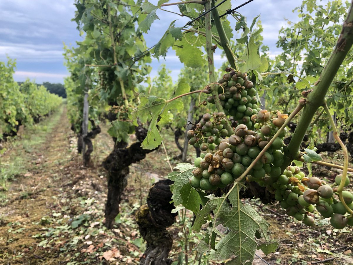 chateau_fargues's tweet photo. Le millésime 2018 fortement compromis pour le Château de Fargues... Le vignoble a été ravagé par un orage le dimanche 15 juillet 2018. 80 à 100% des récoltes ont été détruits par des grêlons de la taille d’œufs de pigeons, accompagnés de très fortes pluies. https://t.co/HUtzkGtBDc