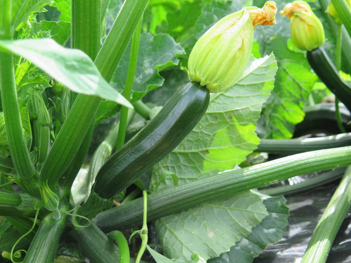 syscoyeg's tweet image. Did you know: Sysco Edmonton has access to tons of specialty produce through our great Vendor partners such as @EvergreenHerbsL? Talk to your Sysco Rep about what interesting veggies are in season now. #yegveggies #focusedonlocal #syscoyeg