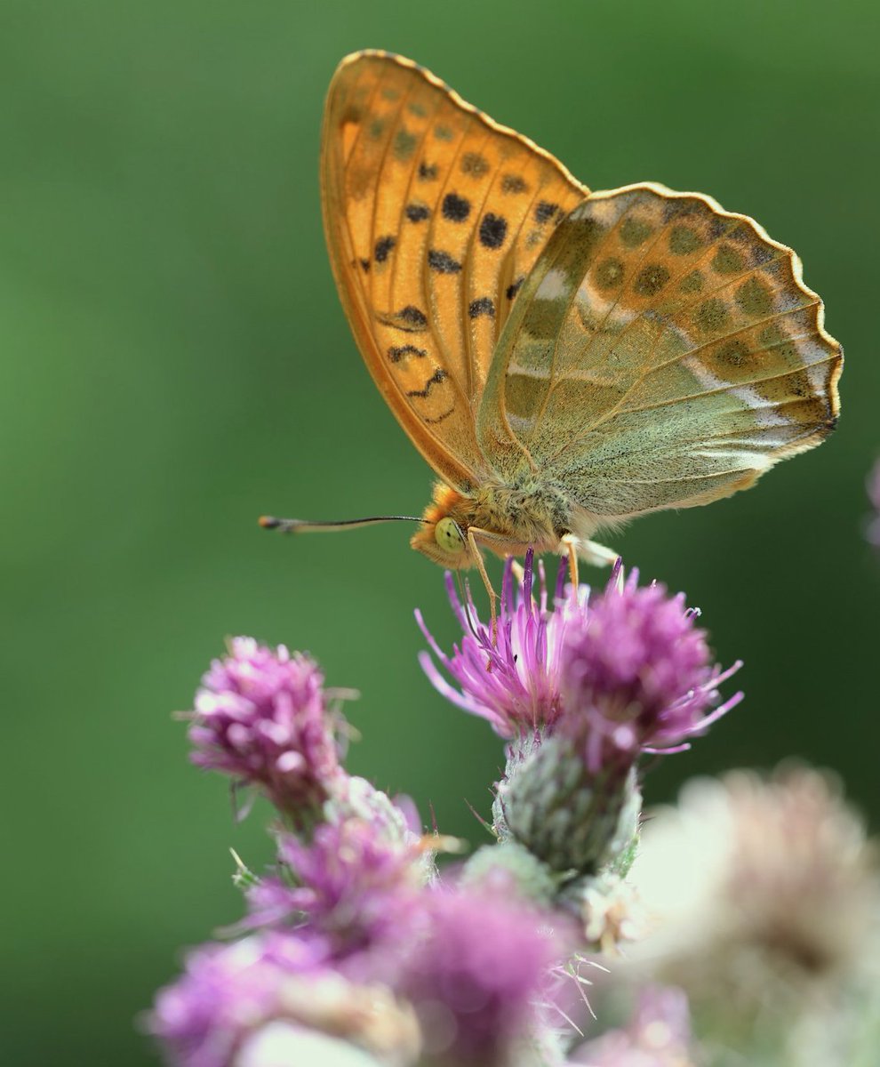 SISF_2025's tweet image. Kicking back in to life shortly with the first update for Staffordshire Invertebrate Science Fair 2019 (SISF'19). While you are waiting, here's a pretty picture of a silver-washed fritillary. What a belter! @StaffsInverts @StaffsEcology @SUBioscience @bugbotherer @ConopsEnto