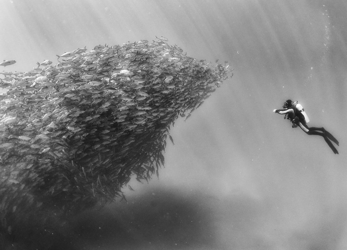 Lightroom's tweet photo. Bringing awareness to a part of the world most don't see, photographer @anuarpatjane showcases black and white moments of life underwater: https://t.co/dFpeXxRkZg (via @Colossal) https://t.co/eCe3dc57sX
