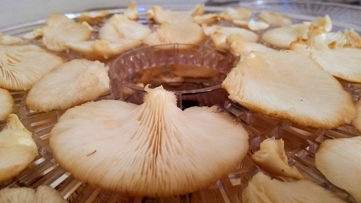 Wirral Mushrooms tweet media