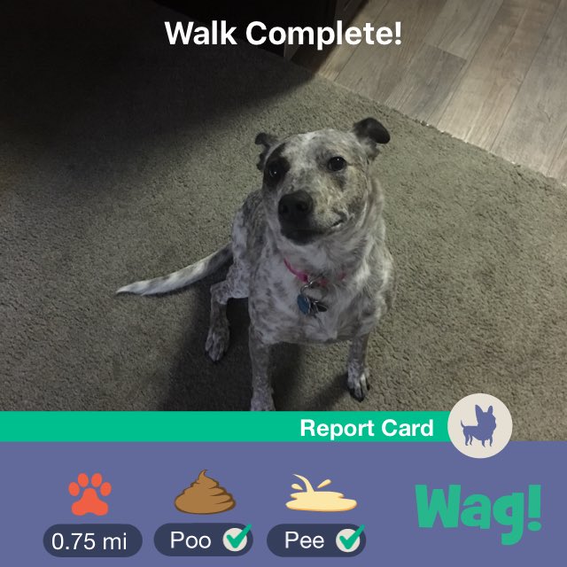 Brother_Arsenal's tweet photo. Just finished a dog walk on Wag! Use my link https://t.co/vO05g6HbIB for $50 of FREE Wag credit! https://t.co/2J0FgTTT1C https://t.co/VP4aWTdKfe