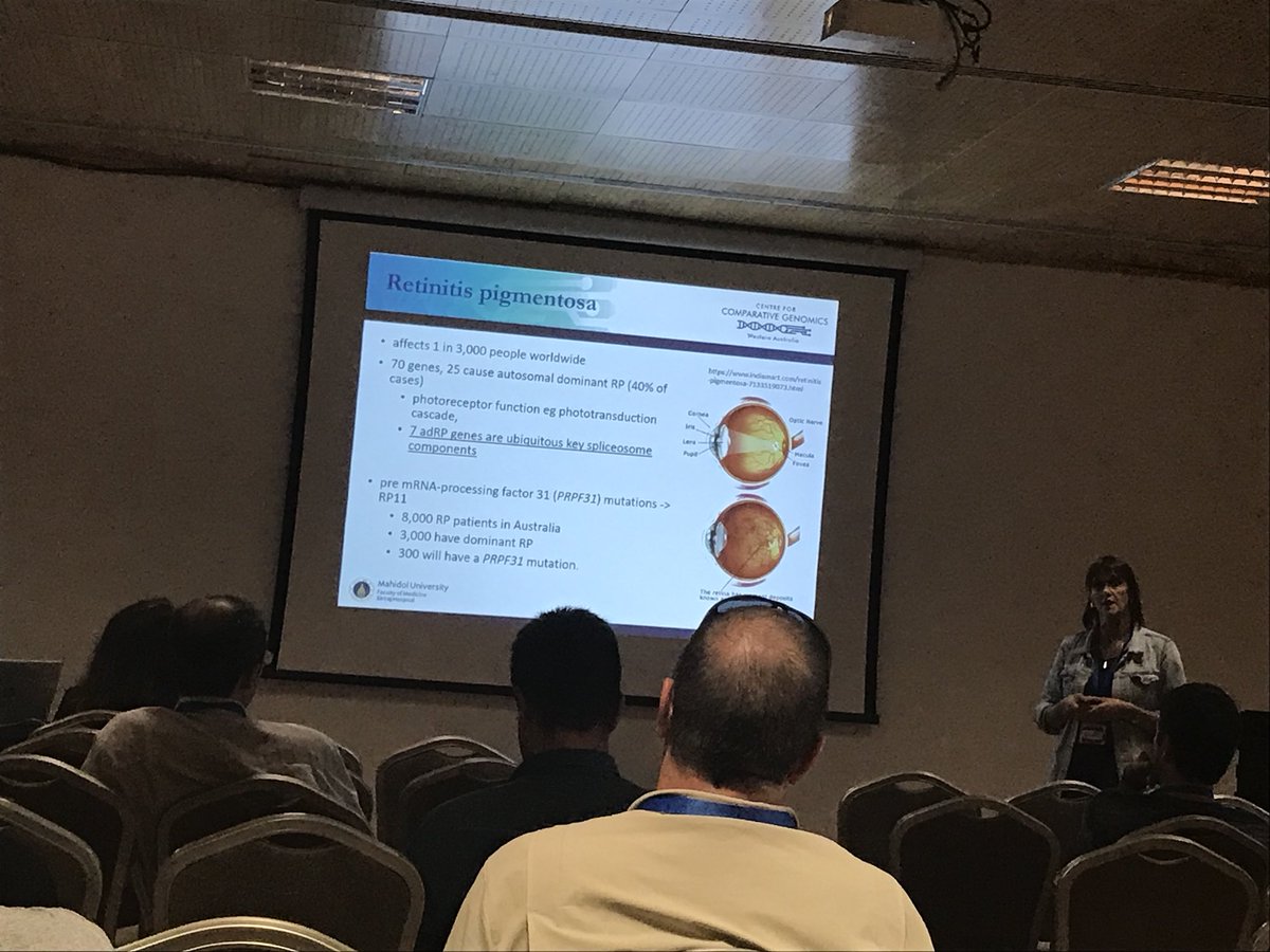 oligogirl's tweet photo. Sue Fletcher from @MurdochUni presenting on splice modulating oligonucleotides for retinitis pigmentosa 11. Eye diseases are good targets for oligo therapies because they allow local delivery and oligos are quite stable #splicing2018 https://t.co/7wMrzeaTM3