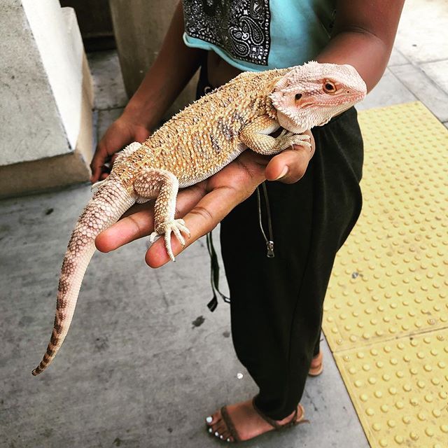 domcapuano's tweet photo. Somebody stepped into the gas station with this baby dragon 🦎 . . . #reebeardeddragon #reptiles #dragon #lizard #dragonlizard #pet #weirdpets #instagood https://t.co/QM1KdO9yUg