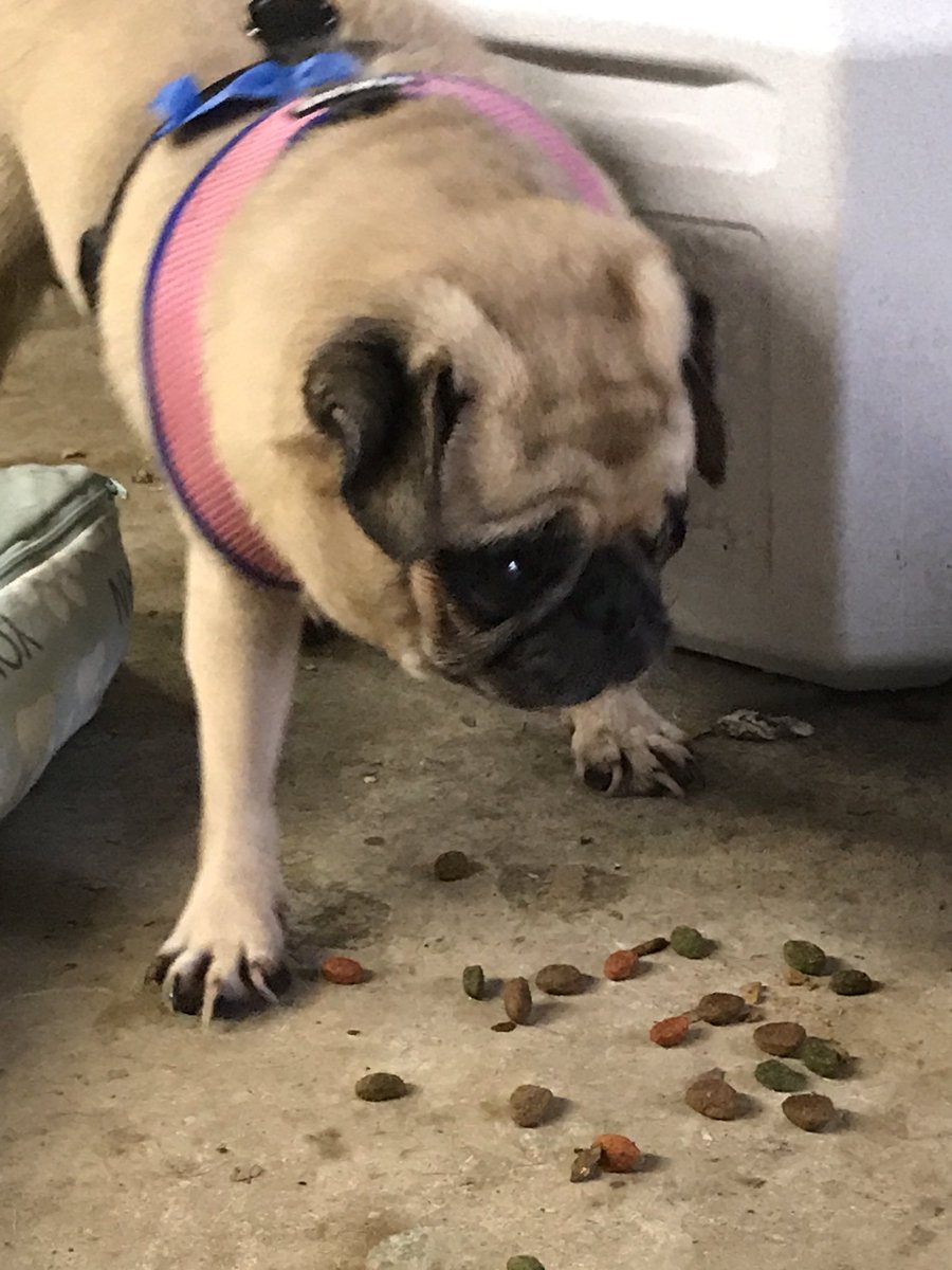 This is Mini Me, another of the five pugs we rescued this weekend. She’s fairly timid, but by the end of the day yesterday she was comfortable enough to eat some food, so she is progressing well. Donate below to support Mini Me.
gofundme.com/rescuing-pugs-…
#puglife #pugchat