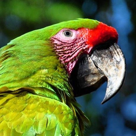 Costa Rica’s Great Green Macaw 📷@araproject.proyectoara #costarica #costaricaexperts #costaricagram #puravida #instatravel #birds #birdsofinstagram #natgeo buff.ly/2LcqUo0