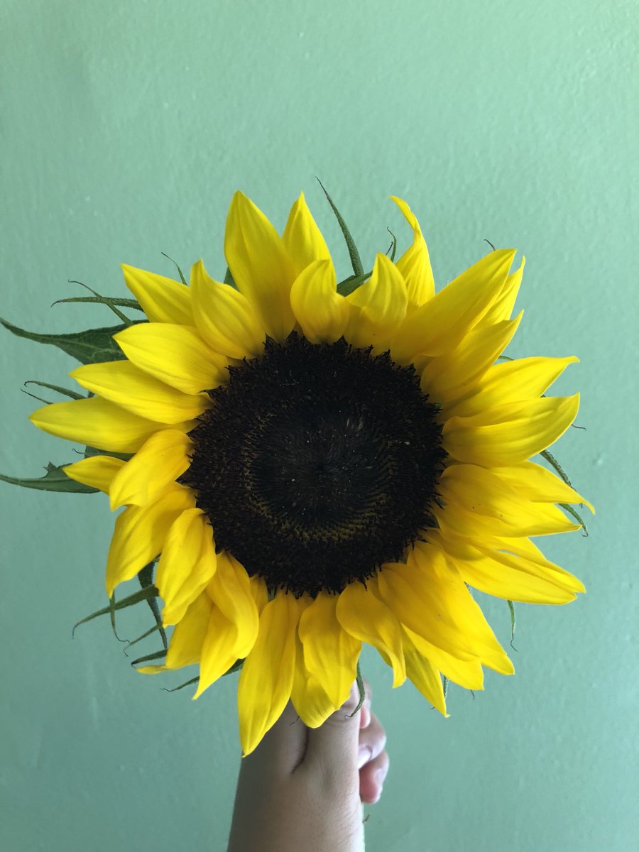 AngVictoria_'s tweet image. Joel and I fought all day yesterday and last night he texted me saying “open your door” and I found 3 sunflowers with a note saying I love you 😢💛