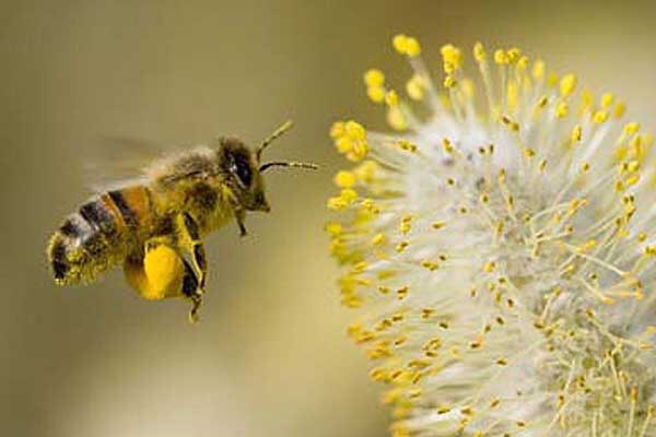 Ook wilde bijen hebben dorst! Helpen? Hang een stoffen doek (bijv. jute, dik katoen) in een emmer water. Zet deze in de zon. De wilde bijen zuigen het water op, zonder te verzuipen. Meer tips om bijen te helpen? Lees wildebijen.nl/hulpvoorbijen.… #bijen
#hittegolf