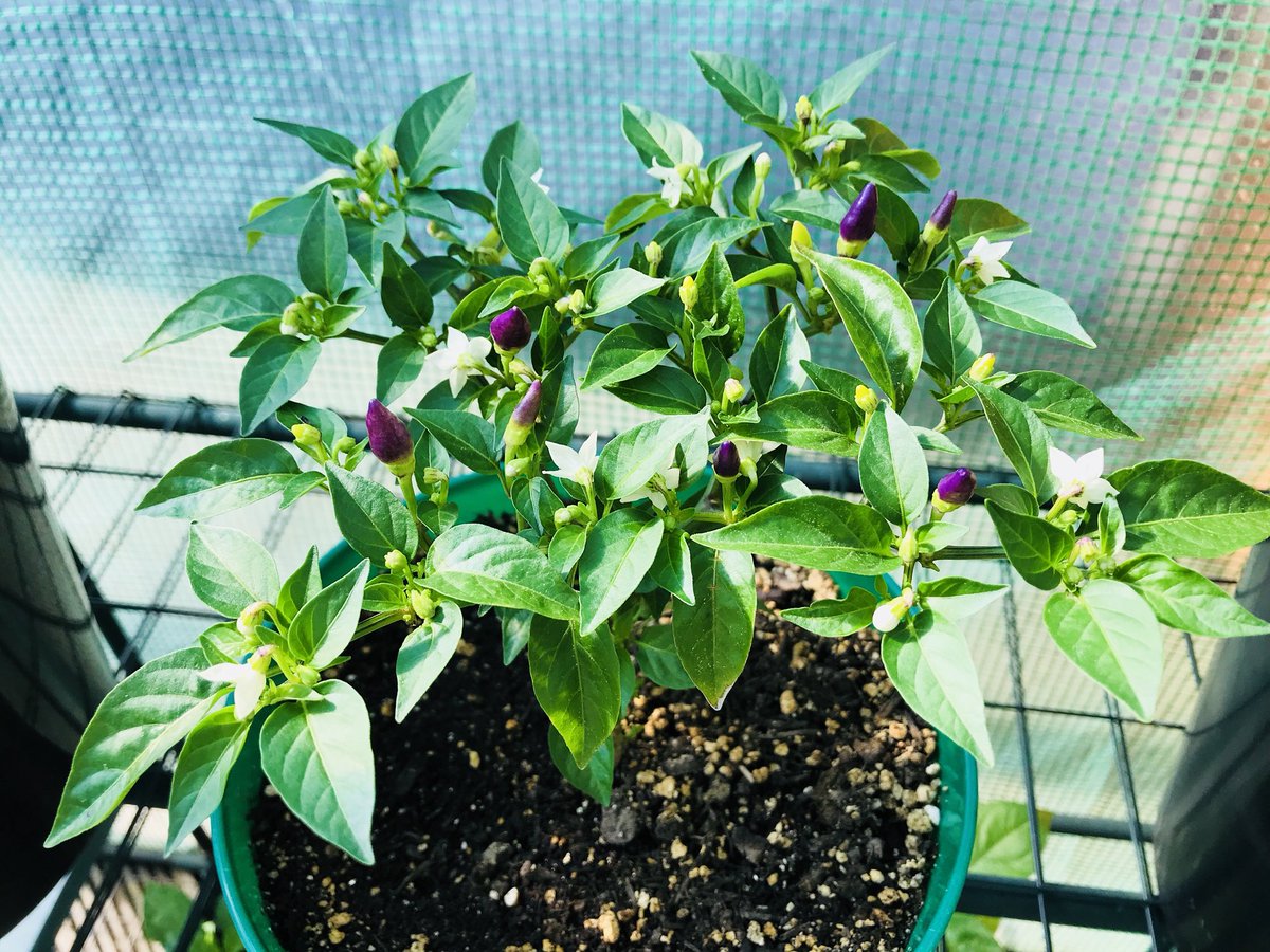 ChilliShenanig1's tweet photo. #NumexTwilight #ChilliPods are the first of my varieties to fruit. The #SuperHots are a long way off yet. https://t.co/3WDGzb1P8P