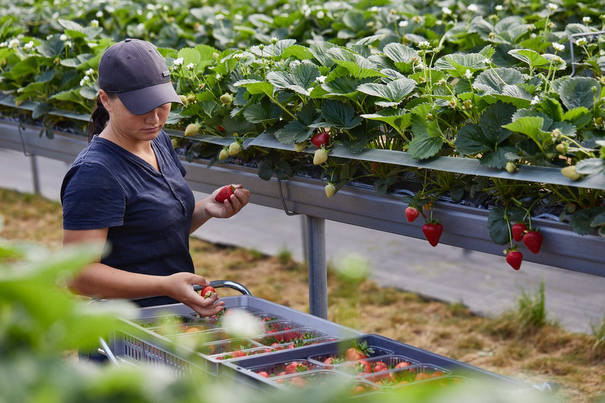 Hugh Lowe Farms (@hughlowefarms) on Twitter photo 