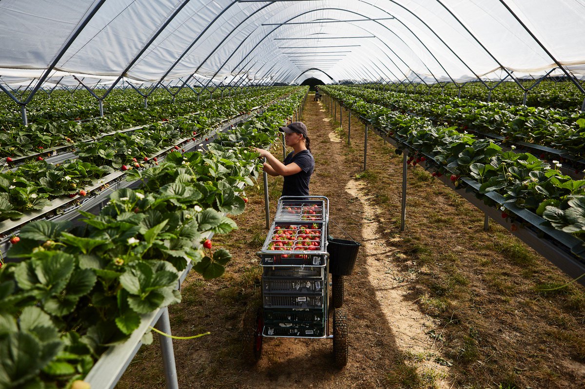 HughLoweFarms's tweet photo. https://t.co/hZ0vpzFEkQ