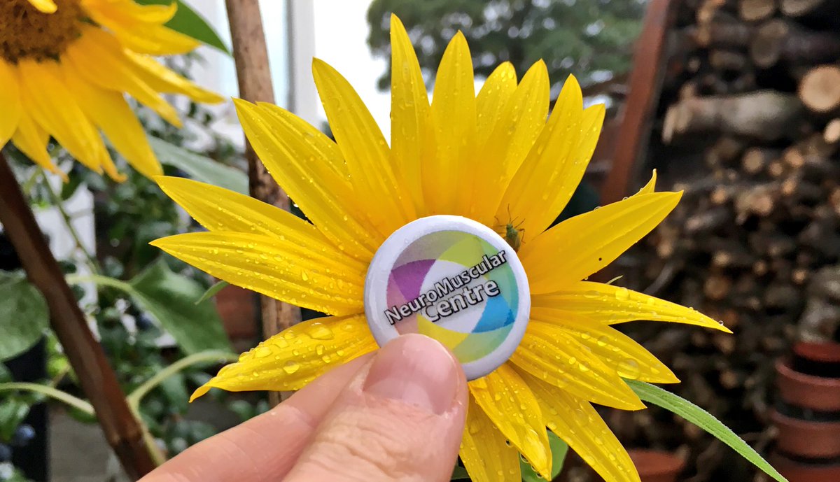 #nmcbadgegetsabout checking on our @The_Info_Point #Sunflowers getting their first drink of #rain for ages!

#CentronuclearMyopathy #MyotubularMyopathy #musculardystrophy #cheshire #NotJustABusiness