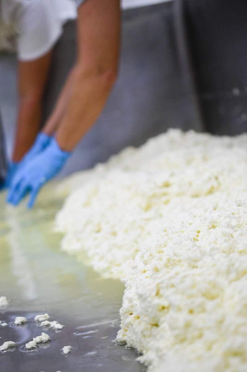 edgewoodcream's tweet photo. H A N D C R A F T E D 

#edgewoodcreamery #handcraftedcheeses #artisancheese #farmsteadcheese #cheese #familycrafted #grassfeddairy #grassfedmilk #dairy #HowCheeseIsMade #PurdyMO #Missouri #MOagriculture #MOmade #MissouriGrown https://t.co/ErrSpBHbBP