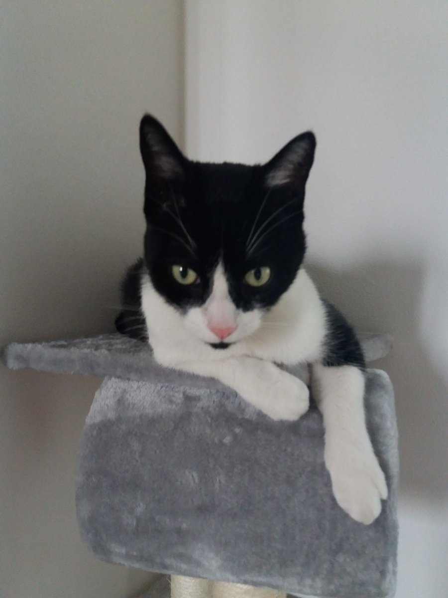 SirKnor's tweet photo. Not the best #KittyLoafMonday But I think I'm enjoying myself #CatsOfTwitter #Cat #MondayThoughts https://t.co/boOkE3TDwf