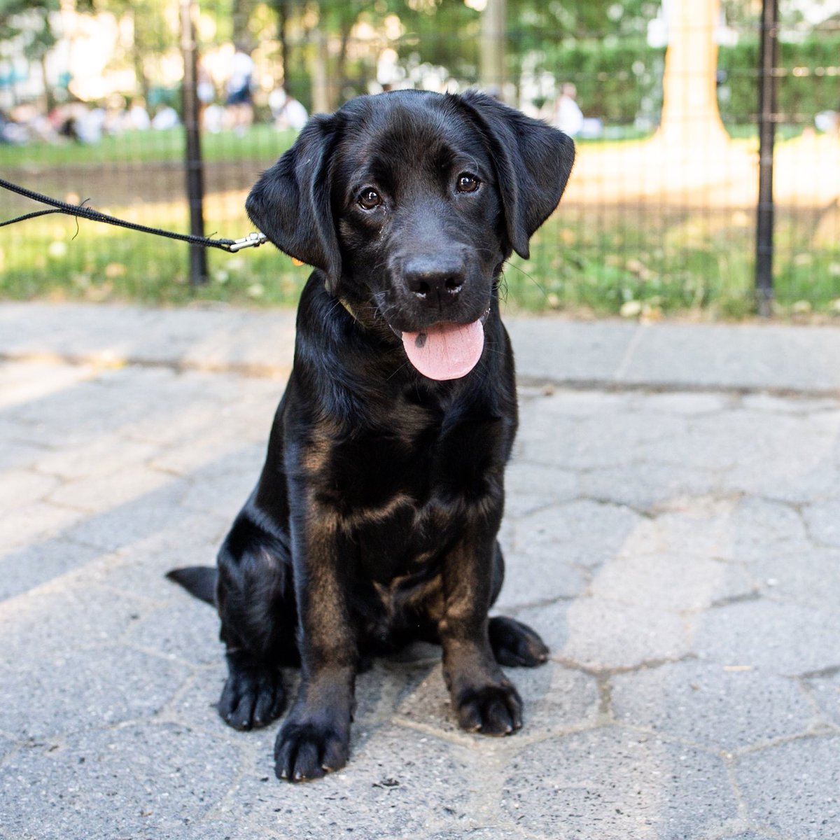 thedogist's tweet photo. Rafi, Labrador Retriever (4 m/o), Madison Square Park, New York, NY • “My boyfriend got him, so he became my dog too even though I don’t really know what I’m doing. He’s kind of perfect – he only destroyed one cell phone charger.” https://t.co/SjOUD3tpWK