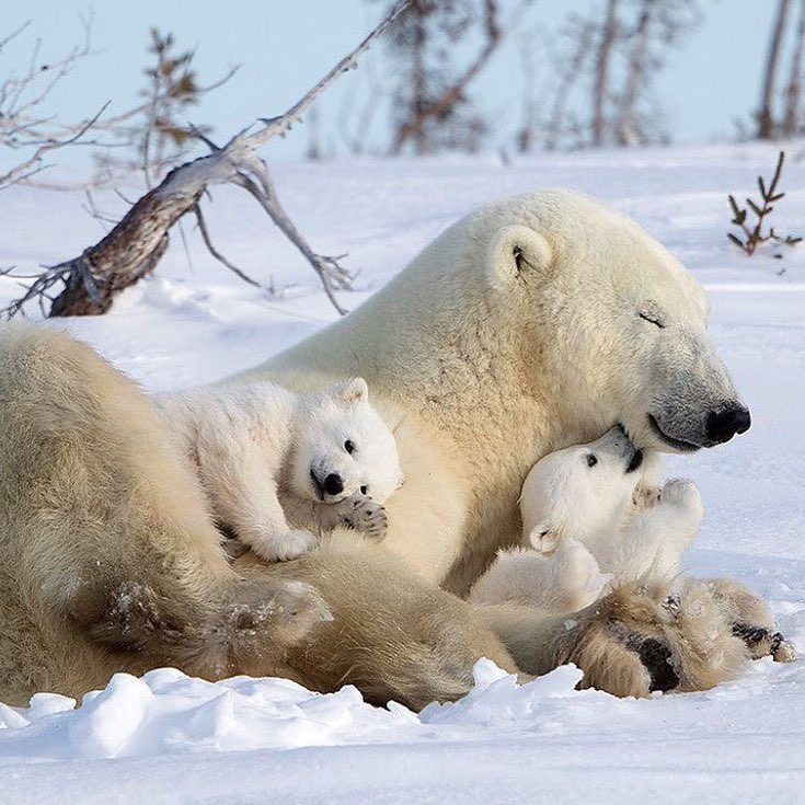 DrJennyYip's tweet photo. "Don't worry that children never listen to you, worry that they are always watching you." - Robert Julghum
#dryip #parenthood #motherhood #therapist #drjennyyip #renewedfreedom #chronicstress #gotanxiety #anxietyrelief #visualization #motherhoodadvice https://t.co/We39GWQ676