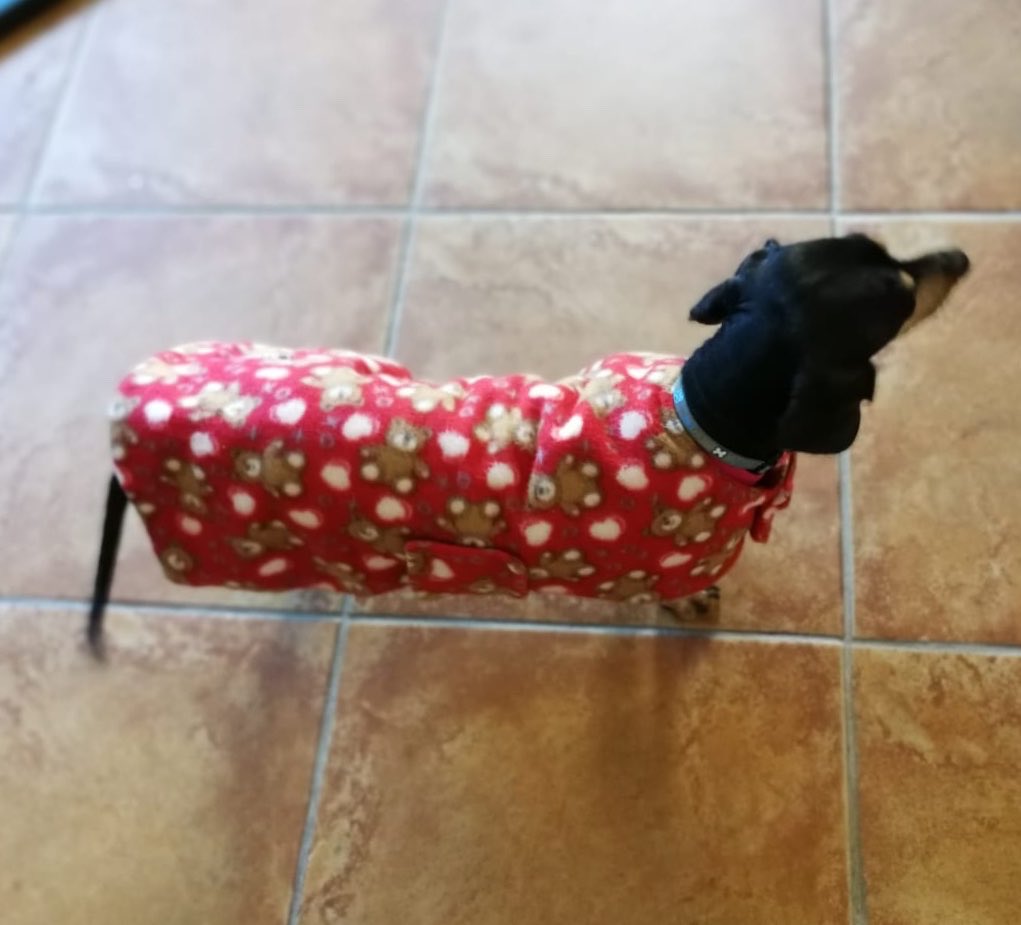 Little Liquorice in her body warmer ❤️🐶🐾
Double layered, covers aching hips
To order email tailersbydebra@gmail.com #dogs #dogjacket #dogcoat #dogbodywarmer
