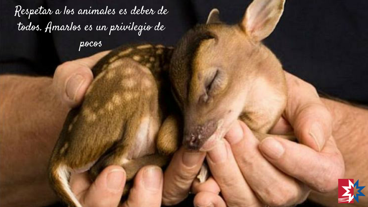 FuRepublicanaEc's tweet photo. Los animales son seres fieles, que jamás traicionaran a la humanidad. https://t.co/tLTqRDY2ZB