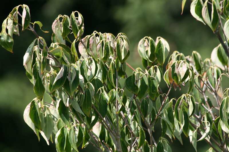 Peterborough_MG's tweet photo. Most of Ontario is still looking for rain - drought conditions are here. Master Gardener Emma Murphy @Hey_MzEmma offers some suggestions on what you can do now, and how to plan a more drought resistant garden. #OntarioDrought #LookingforWater @ptbogreenup https://t.co/ccXZtTZywC https://t.co/f50CcwdnSK