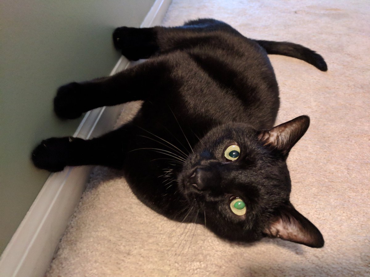 CatBattleDotNet's tweet photo. Sometimes Edgar thinks he can walk on walls.
#CatsOfTwitter #cats #wallwalker https://t.co/uEP7TbvLmE