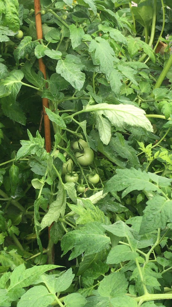 StMoChickBees's tweet photo. Brian and Nicole looking after the produce in the #polytunnel @St_Maurice_High. It's a wee jungle https://t.co/tpSMu7RHr8