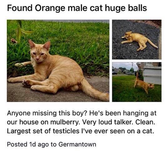 orange cat balls