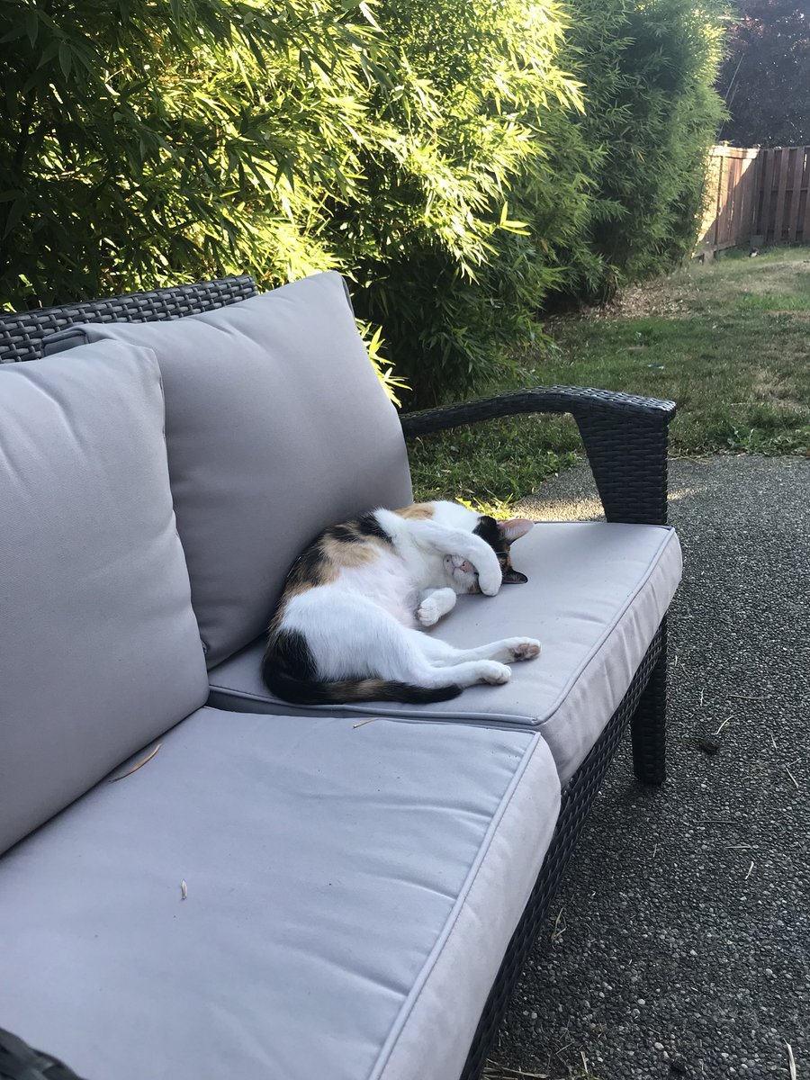 Candi_CGS's tweet photo. My cat represents exactly how I feel right now. I have so many things to do and zero motivation to do them. https://t.co/nvhIhqQPBN