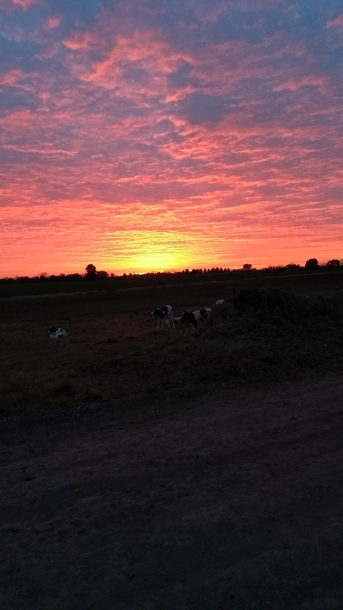 bosio_manu's tweet photo. Lindas postales que nos da el campo 💕 https://t.co/p7nCKWKJFp