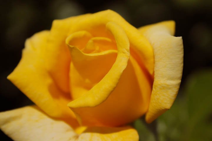 Larissa0276's tweet photo. #visualsoftlife #earthofficial #folkcreative #folkcreatives #folksouls #realfolklife #mygarden #camlife #мойсад #весна #цветы #природа https://t.co/AH2LQHatB1