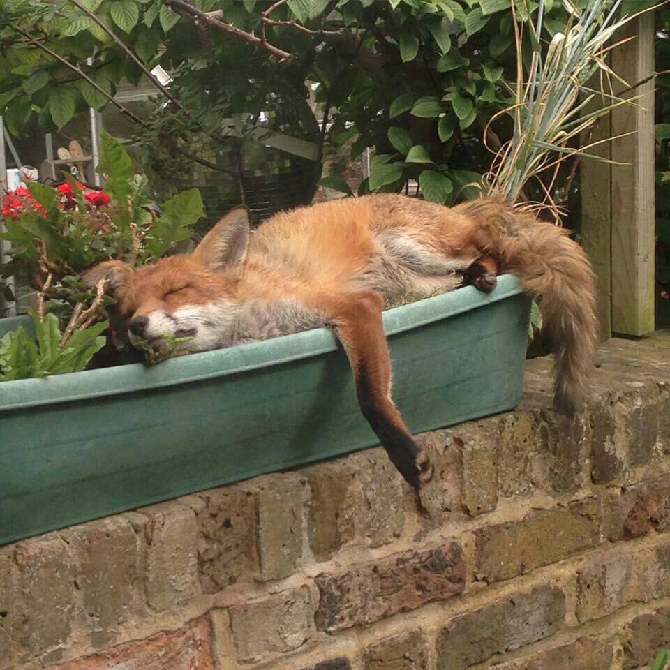 RT @_HelenDale: The fox I planted last year is coming along nicely.