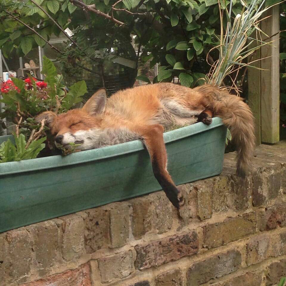 Wildlife News (@wildlife_news) on Twitter photo RT <a href="/_HelenDale/">Helen Dale (not on your team, but always fair)</a>: The fox I planted last year is coming along nicely. RT <a href="/_HelenDale/">Helen Dale (not on your team, but always fair)</a>: The fox I planted last year is coming along nicely.