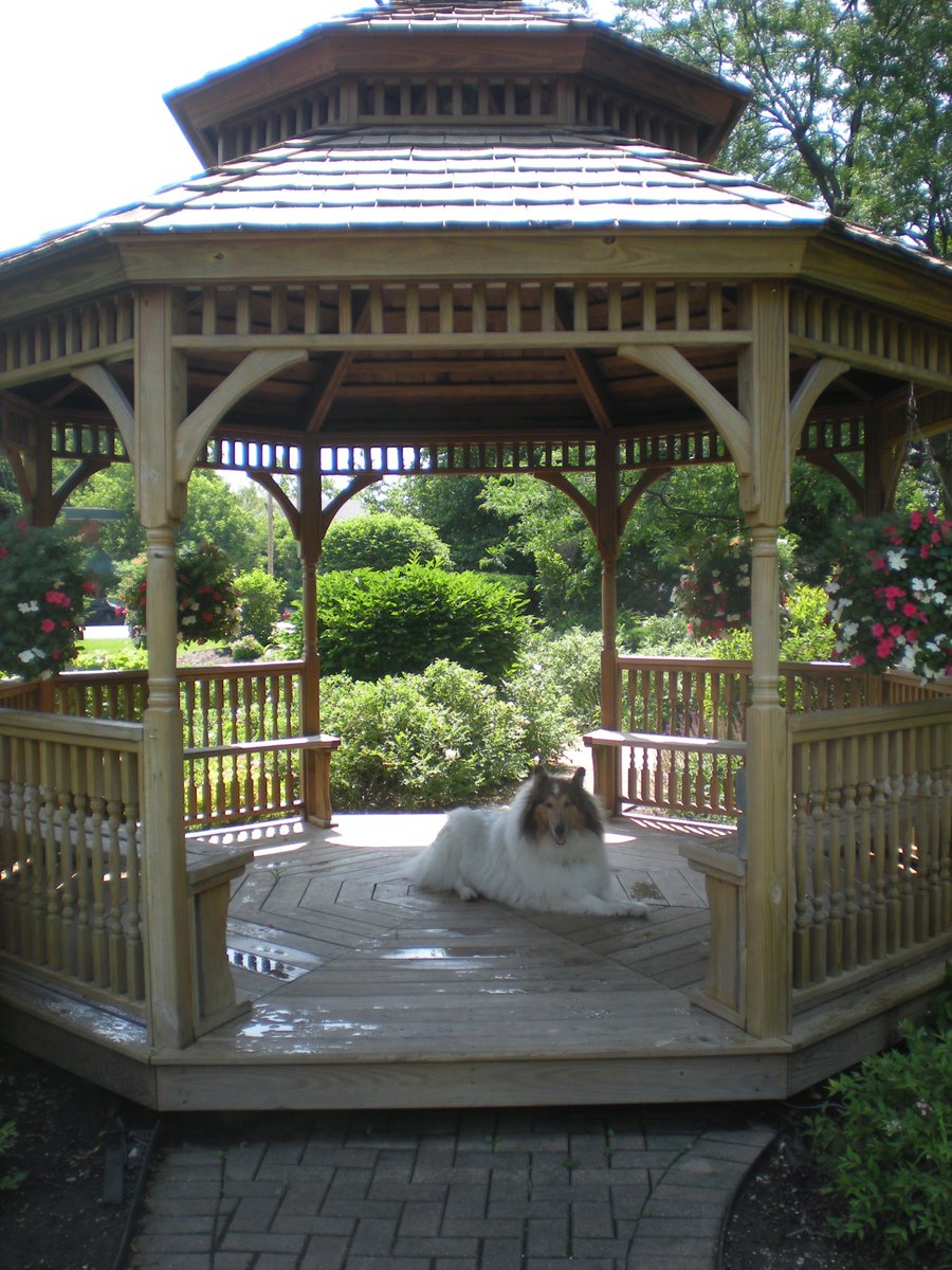TheMrPicasso's tweet photo. Keeping cool in the shade on a humid summers day! #roughcollies #whitecollies https://t.co/MIjDq1aLLV
