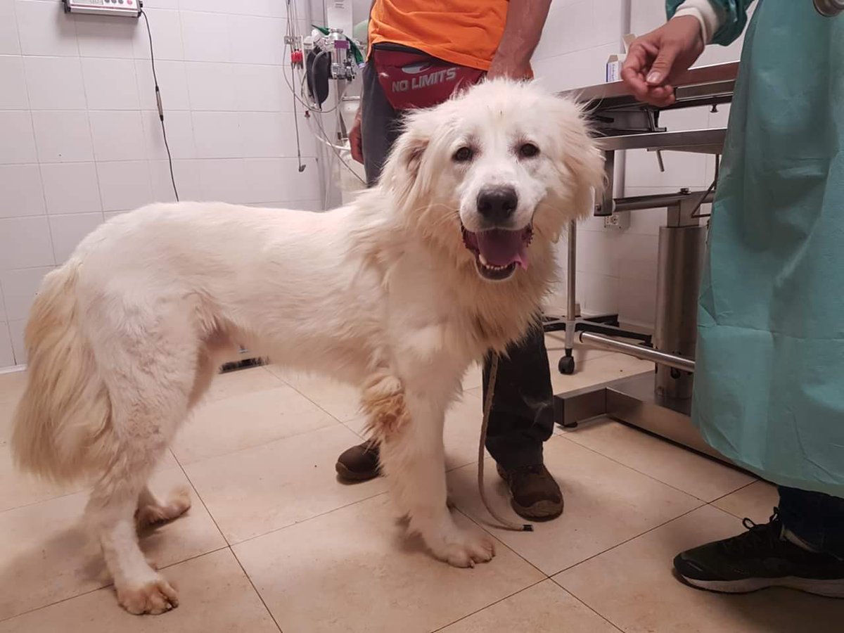 fattoriaditobia's tweet photo. #GEDEONE, visita e accertamenti pre adozione e poi anche questo cucciolone, gigante buono, A CASA!

👉  Scarica la App del nostro Canile 
📱 La Fattoria di Tobia

#canile #adozioni #news #cuccioli #ISO9001 https://t.co/jjl06KHPe8