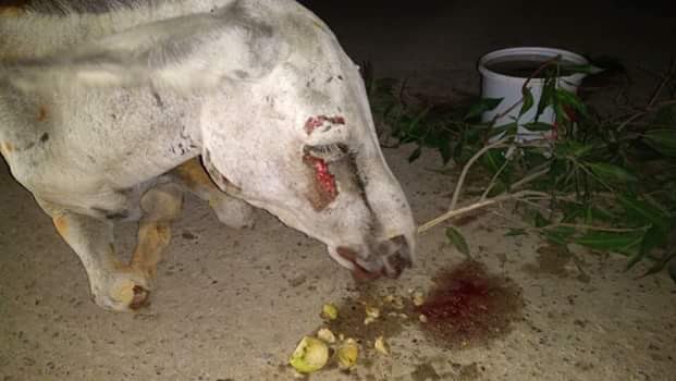 Hafsa_Amin_'s tweet image. N league ko vote dene walay gadhay hain aur jo original gadhay hain unpe nawaz sharif likh k mara ja raha. Be zuban janwaro pe zulm kar k kya sabit kiya ja raha? #AnimalAbuse #WildCulture