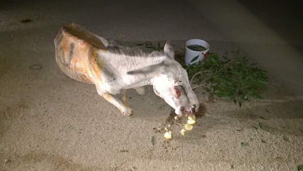 Hafsa_Amin_'s tweet image. N league ko vote dene walay gadhay hain aur jo original gadhay hain unpe nawaz sharif likh k mara ja raha. Be zuban janwaro pe zulm kar k kya sabit kiya ja raha? #AnimalAbuse #WildCulture