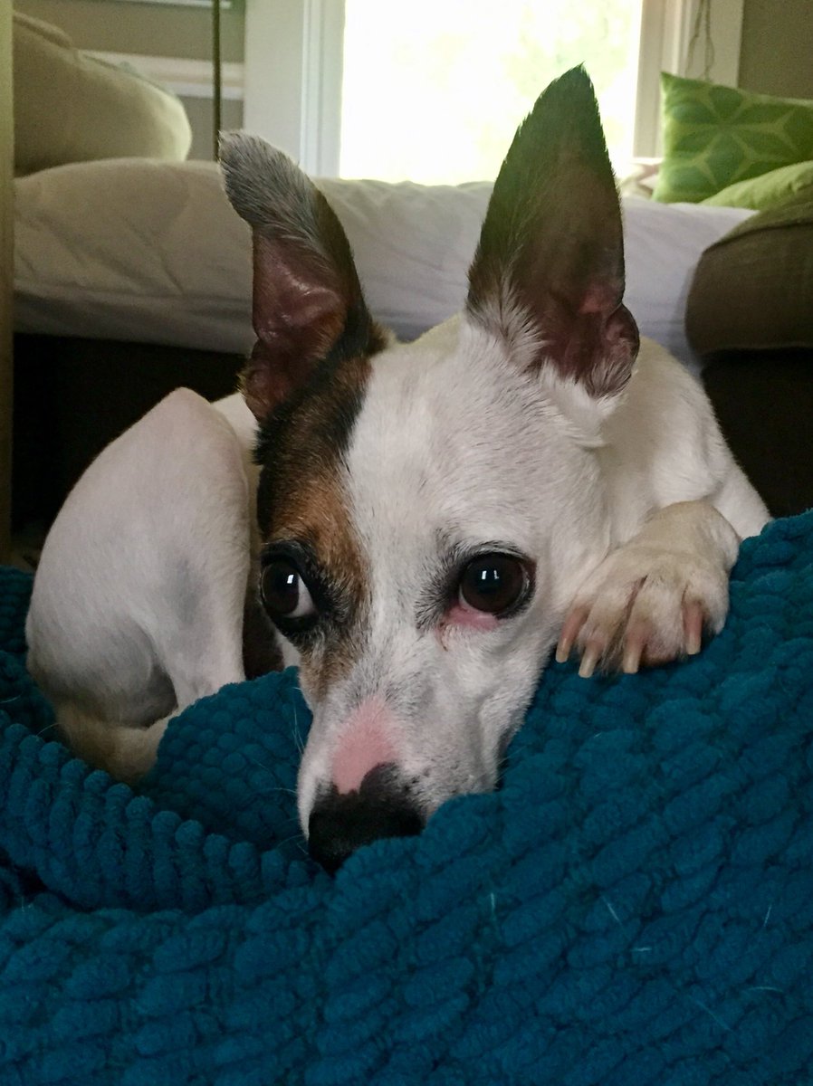 Pinky is so worried during the brief thunderstorm. #PinkyPiglet #RatChi