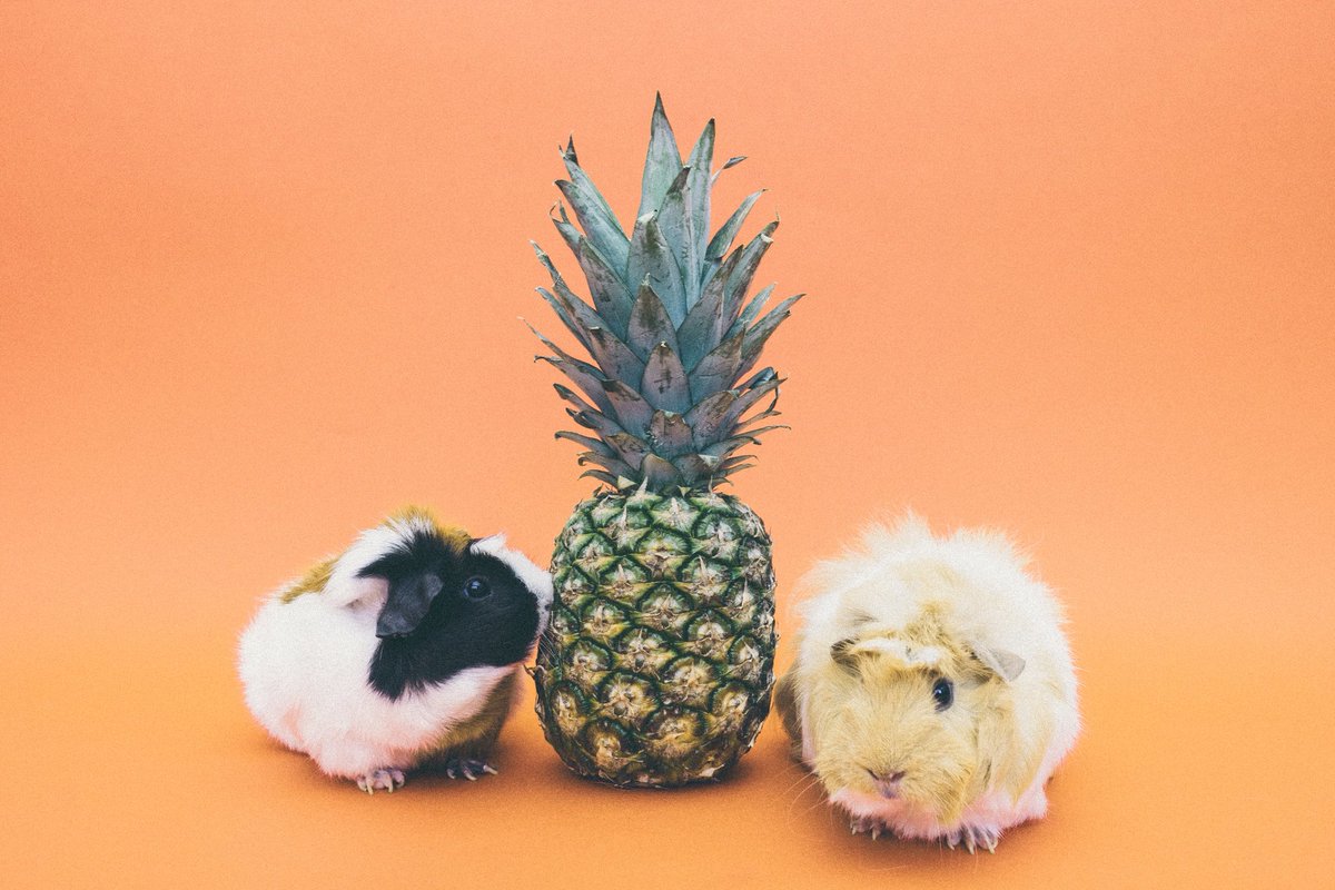 PetTechStore tweet picture