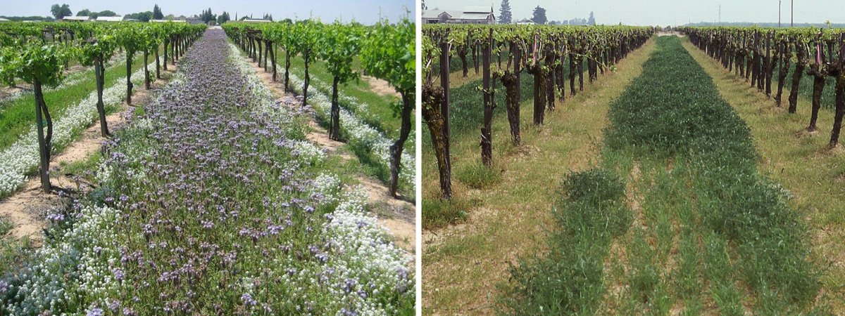 Kent Daane (@daane_lab) on Twitter photo Finishing up vineyard cover crop work with a new look at old data comparing native grasses to seeded 'insectary mix'. Interesting find - native grasses help with water conservation (deep roots); paper's in <a href="/JAppliedEcology/">Journal of Applied Ecology</a> doi.org/10.1111/1365-2… Finishing up vineyard cover crop work with a new look at old data comparing native grasses to seeded 'insectary mix'. Interesting find - native grasses help with water conservation (deep roots); paper's in <a href="/JAppliedEcology/">Journal of Applied Ecology</a> doi.org/10.1111/1365-2…