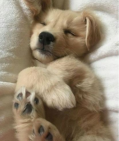 GoldretrieverUS's tweet photo. Good Evening from the Golden Retriever Channel.
This boy is counting dog biscuits.
You tired too? Follow his lead.
Bedtime ZZZzzz...
#goldenretrievers #DogCelebration #dreamsof #dogtired #landofdogs https://t.co/WS126KUJEQ