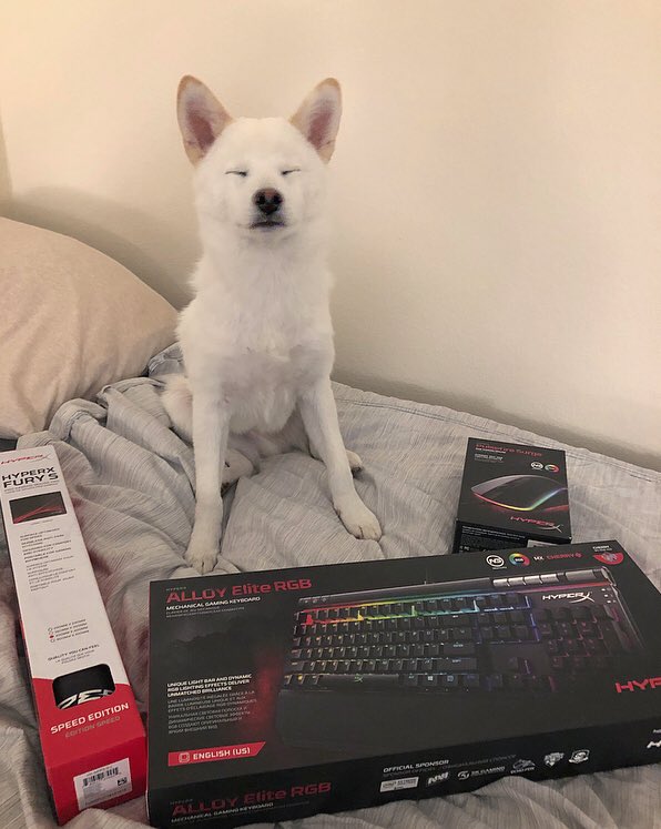 It’s a @HyperX giveaway!

They sent me so much stuff.. figured I would give some of it away.

Retweet/Follow for a chance to win:
-Alloy Elite (cherry) mechanical keyboard
-Pulsefire Surge mouse
-Fury S mouse pad

Winner picked in 48 hours. (Puppy not included) #ad #HyperXFamily