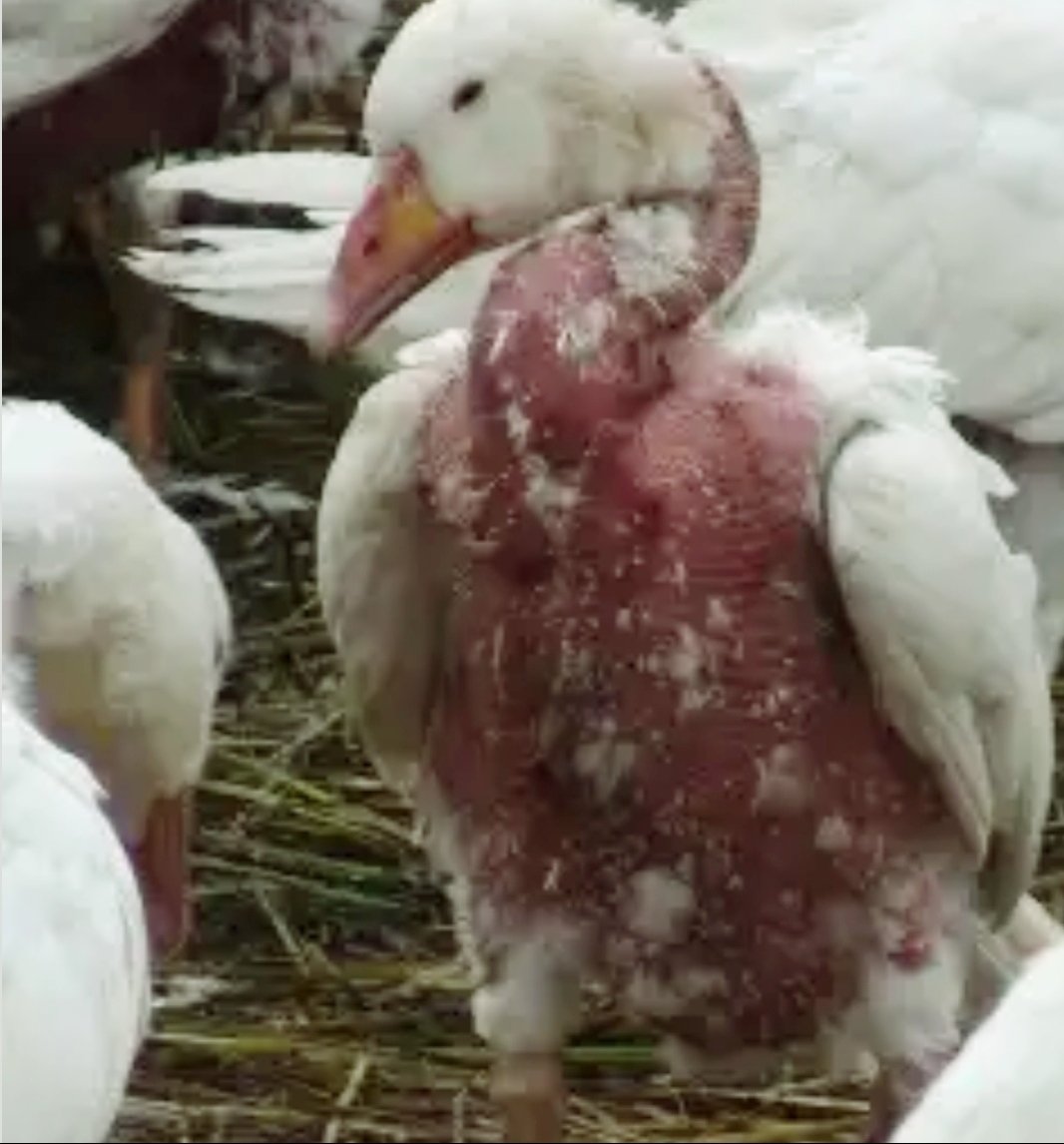 kathmandu ethical down