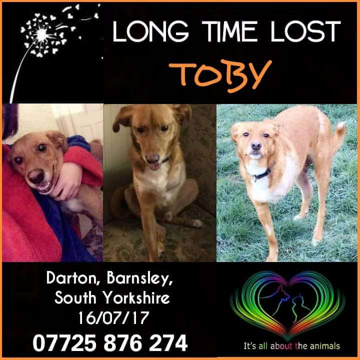Find Tripawd Toby (@findtripawdtoby) on Twitter photo #Toby #Tripawd #Missing #Darton #SouthYorkshire One year on today, where are you boy? #Rescue #dog
<a href="/wearebarnsley/">We Are Barnsley (WAB)</a> <a href="/ChronOnline/">Barnsley Chronicle</a> @Darton_College <a href="/networkrail/">Network Rail</a> <a href="/StagecoachYrks/">Stagecoach Yorkshire</a> <a href="/yorkshirepost/">The Yorkshire Post</a> <a href="/YorkshireRT/">Yorkshire Retweet 🏵</a> <a href="/IAATA2016/">IAATA</a> <a href="/AWOLPets/">AWOL Pets</a> #Toby #Tripawd #Missing #Darton #SouthYorkshire One year on today, where are you boy? #Rescue #dog
<a href="/wearebarnsley/">We Are Barnsley (WAB)</a> <a href="/ChronOnline/">Barnsley Chronicle</a> @Darton_College <a href="/networkrail/">Network Rail</a> <a href="/StagecoachYrks/">Stagecoach Yorkshire</a> <a href="/yorkshirepost/">The Yorkshire Post</a> <a href="/YorkshireRT/">Yorkshire Retweet 🏵</a> <a href="/IAATA2016/">IAATA</a> <a href="/AWOLPets/">AWOL Pets</a>