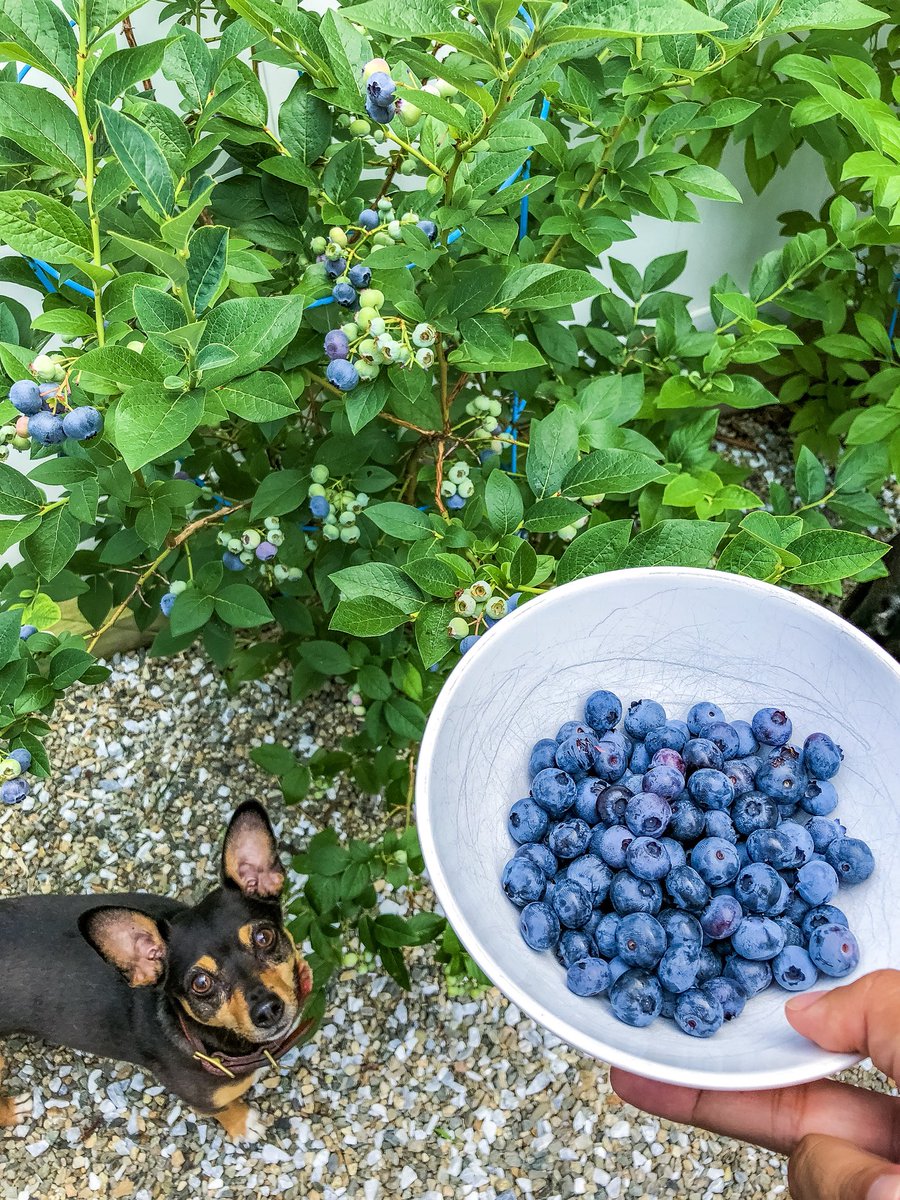 Dorchester blueberry update: harvest is still strong. Having success holding birds at bay. Less so with berry-loving doggos. #Dorchester #berryseason #backyardvibes #Chihuahua #AdoptDontShop