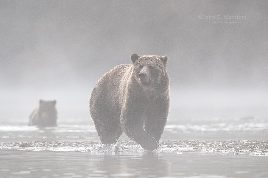 JohnEMarriott's tweet photo. Out of the mist. A beautiful female grizzly and her cub on a river in BC. https://t.co/6cV4zkrmxV