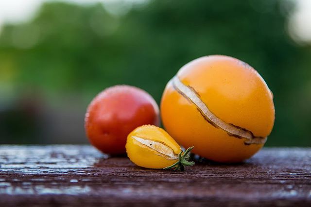 52frames's tweet photo. This yummie #52frames_details submission was shot by our Framer Darci Hicks. Somehow the crack adds an interesting touch to the photo, congrats on the feature @darcihicksphotography 👏🏻🍅👏🏻 Selected by @detailsofberlin 🔸 Theme: Details 🔸 Week: 27/2… https://t.co/VizzS2s717 https://t.co/Rtu9WReaUY