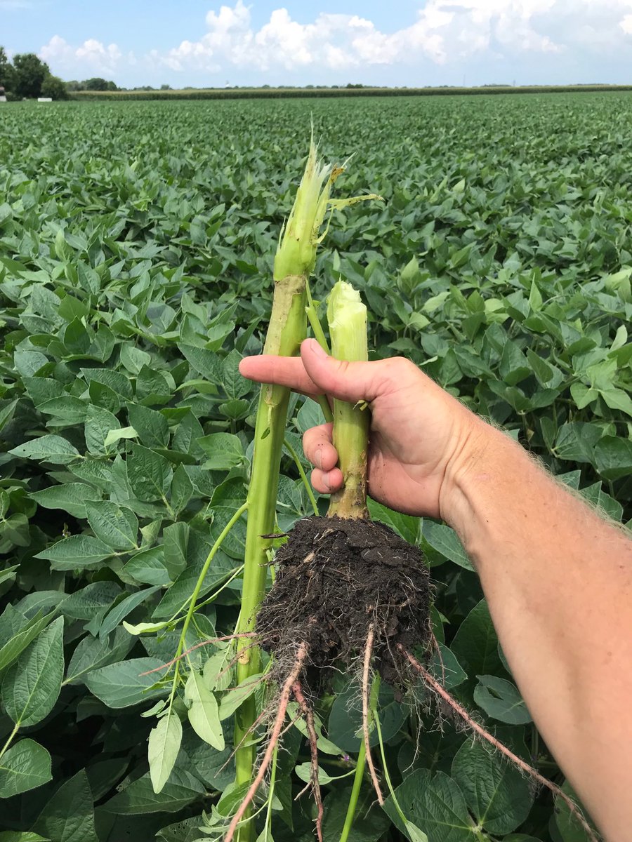 keyfarms13's tweet photo. Only way to dispatch a waterhemp. #Devilsweed https://t.co/kGMBfimZyc