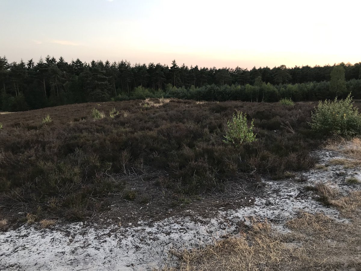 Vrijevogel56's tweet photo. Ben benieuwd of er straks hier #nachtzwaluw te horen is #witteberg #LandgoedPetrea #Wapenveld https://t.co/KZ7X0MPVuI