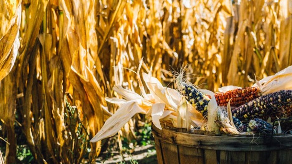 The global #corn crop is vulnerable to climate change pri.org/stories/2018-0… #wheat