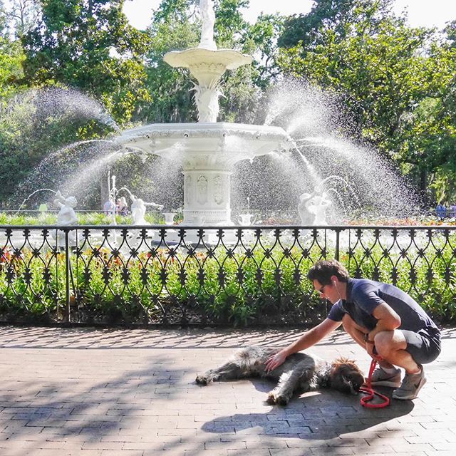 kokocooks's tweet photo. Because sometimes you. just. can’t. even. #dogdaysofsummer #fountain #savannah https://t.co/gufHQiSFKX https://t.co/xBhWG878Z5